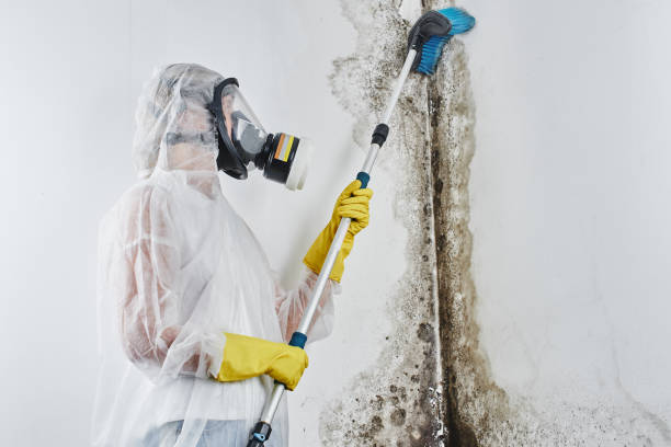 Why You Should Choose Our Mold Remediation Services in Laurel Springs, NJ